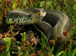 Բերդում հայտնաբերված օձը տեղափոխվել է անվտանգ տարածք