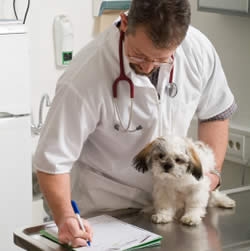 Armenian veterinarians passed training courses in China