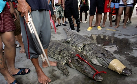 At least 15 000 crocodiles escaped from Crocodile Farm in South Africa 