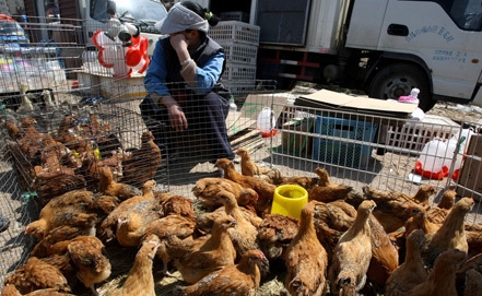 H7N9 bird flu spreads to southern China 