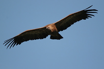 Vultures ate tourist woman in Pyrenees