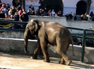 Issue of lonely elephants to find its solution in Yerevan's and Georgian zoos 