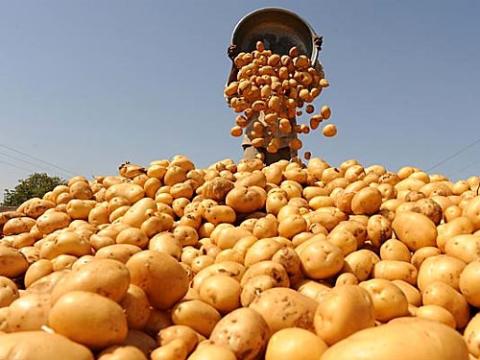 “Spayka” has again  stored the potatoes for export 