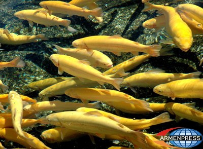 Price for fish products in Armenia not expected to drop in summer
