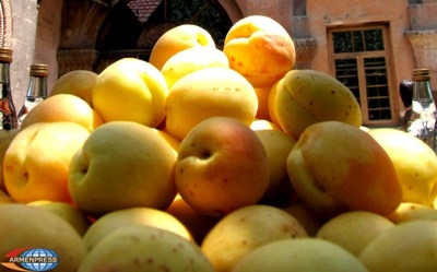 Problems with apricot harvest in Ararat Marz settled: Minister of Agriculture
