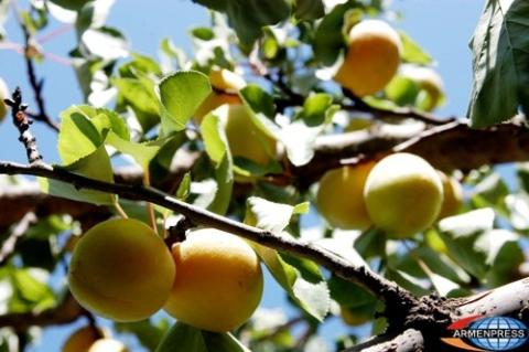 Apricot harvest of 2013 won’t yield to 2012 volumes: Minister of Agriculture