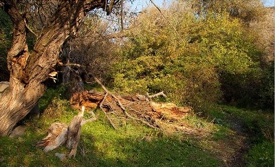 First edition of "Khosrov Forest" monthly published