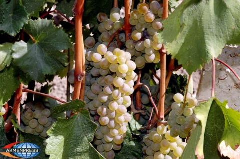 4470 tons of grape stored in Armenian Tavush region