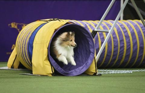 Westminster Kennel Club Dog Show launches in New York 