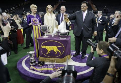 Sky Fox Terrier Wins Westminster Kennel Club Dog Show in New York