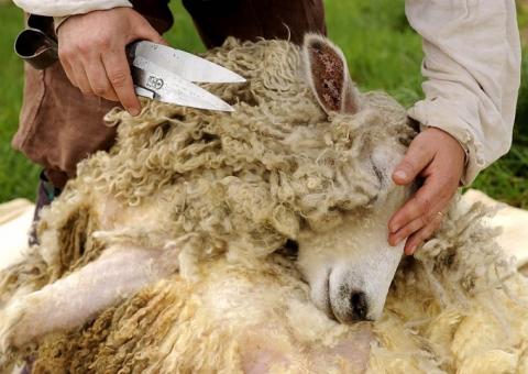 Հայաստանում ոչխարների խուզման առաջին փառատոնը կնպաստի զբոսաշրջության զարգացմանը