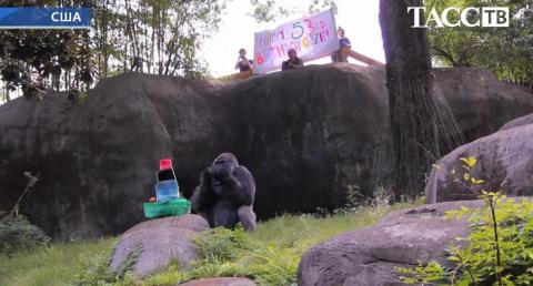 Atlanta zoo held birthday party for world's oldest living male gorilla