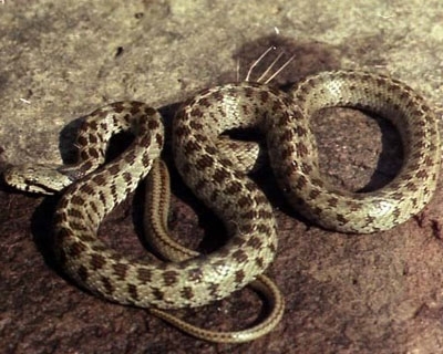 Կոտայքում օձը խայթել է Նոր Երզնկա գյուղի 31-ամյա բնակչի