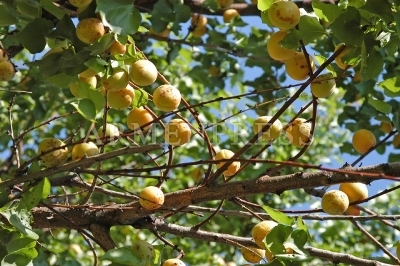 Գեղարքունիքի մարզի Շորժա գյուղում հիմնվելու է 40 հեկտար ծիրանի այգի 