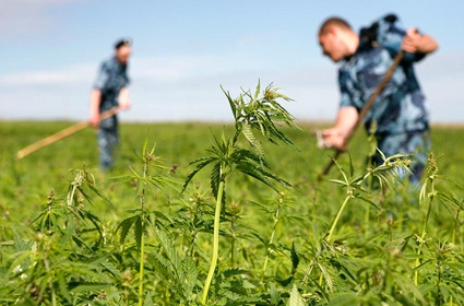«Կանեփ-կակաչ-2014» կանխարգելիչ միջոցառման շրջանակում առգրավվել է ապօրինի աճեցված 1 տոննա 554.6 կգ կանեփի բույս