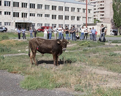 Նորատուս գյուղում ցուլը  մարդ է սպանել