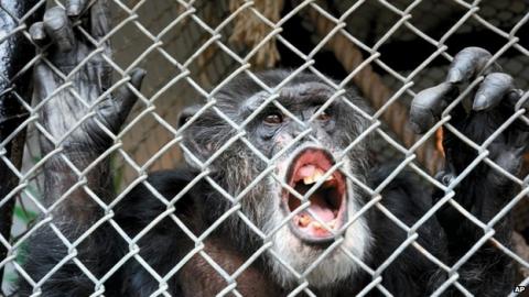 US chimpanzee Tommy 'has no human rights' – court