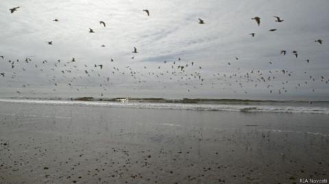 Russian freezer trawler sunk in Sea of Okhotsk, killing dozens