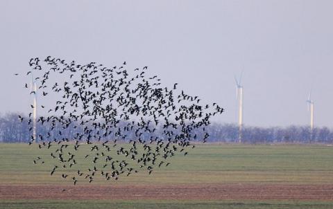 New York State to dim lights to save migrating birds