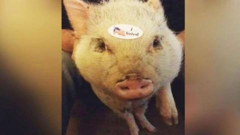 Giggles the pig is running for mayor in Michigan