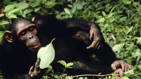 US scientists teach chimps to cook food