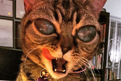  Alien cat becomes star of Instagram 