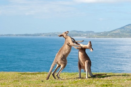 Kangaroos are left-handed: Current Biology