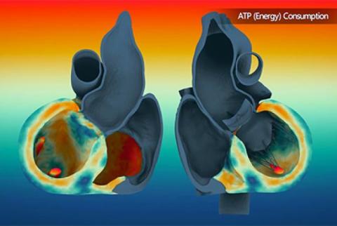 Ученые представили виртуальный видеотур по бьющемуся сердцу
