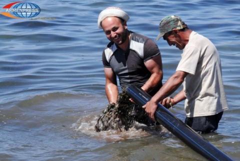 200.000 fish of “Gegharkuni” sort poured into Lake Sevan from territory of Karchakhbyur