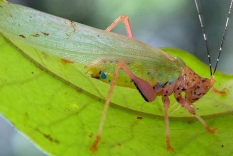 Биолог: белки насекомых помогут победить голод на Земле