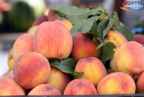 Armenia to organize large-scale export of peaches