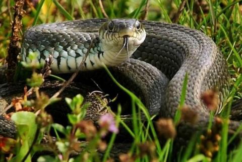 Snake bite cases drop in 2015