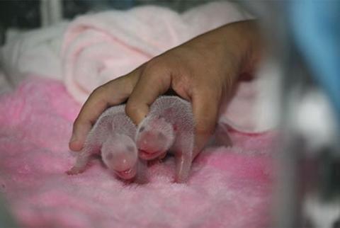 Панды-близнецы родились в заповеднике Китая