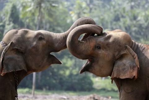 12 августа отмечается Всемирный день слонов