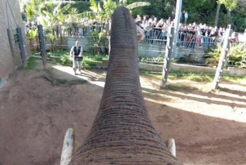 Слон из зоопаркав Сиднее играл мячом для регби и снимал все на камеру