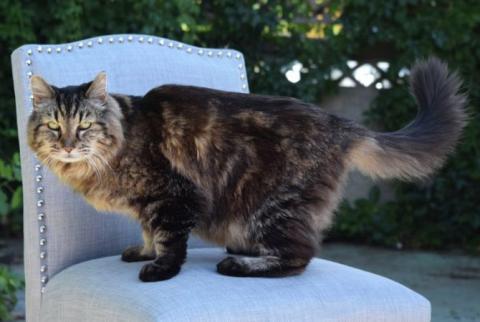 Օրեգոնից Վելվետ կատուն ամենածերն է ճանաչվել աշխարհում