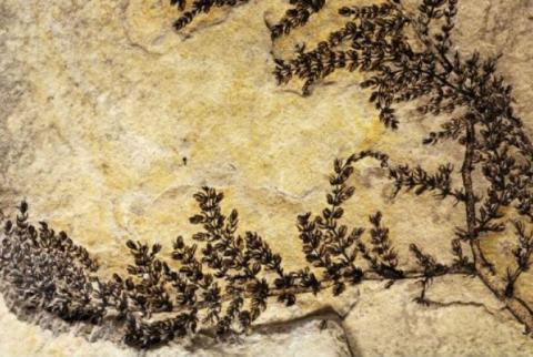 Ученые из США установили возраст ископаемого цветка - 125 млн лет