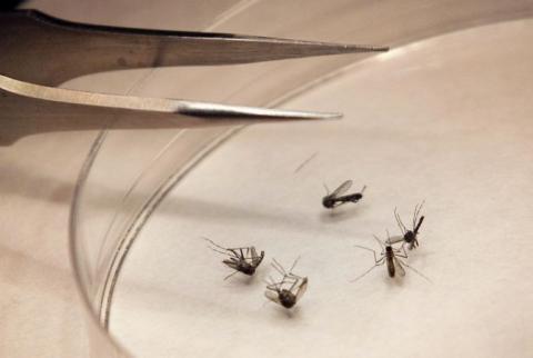 Մոծակները ճապոնացի փրկարարներին կօգնեն փլվածքների տակ գտնելու մարդկանց