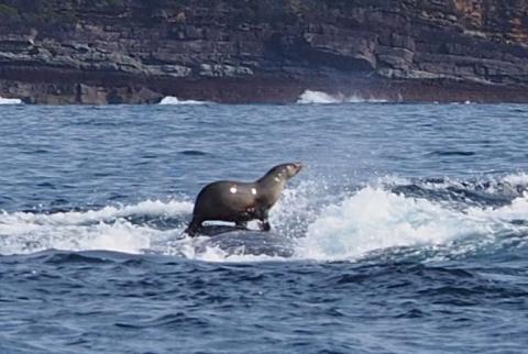 В Австралии тюлень прокатился на спине горбатого кита
