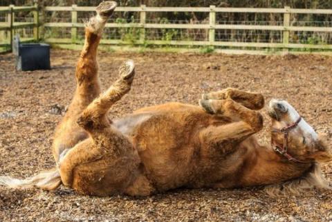 World’s oldest horse passed away at age 50