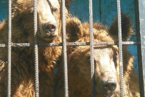 SOS: звери мини-зоопарка Гюмри нуждаются в помощи