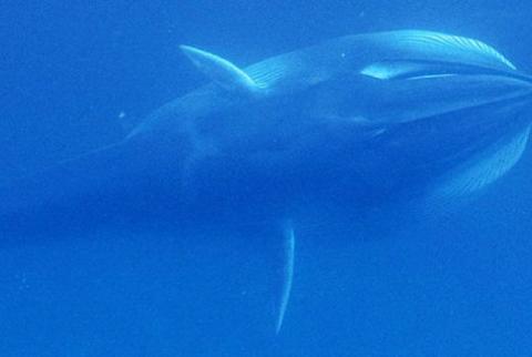 Biologists received photos of Earth’s most rare whale