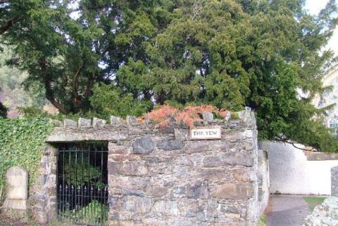 Britain's oldest tree is 'undergoing a sex change'