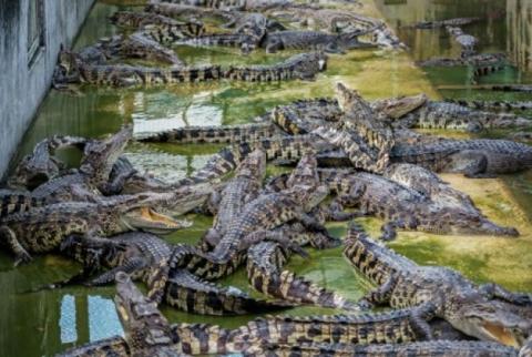 Indonesia plans crocodile-guarded prison island for drug convicts