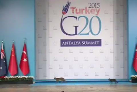 Barack Obama and Vladimir Putin upstaged by three cats at G20 Summit in Turkey