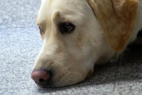 Labrador Retriever remains America’s top dog for 25 years