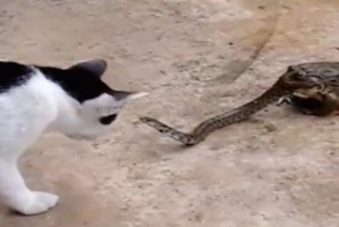 Ролик с противостоянием кошки, змеи и жабы стал хитом YouTube за три дня