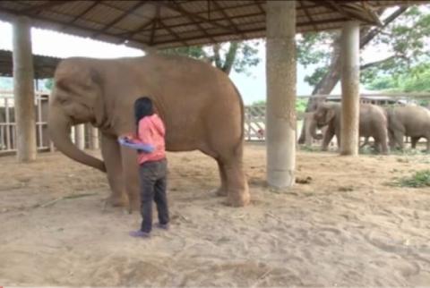 В таиландском заповеднике слоны уснули под колыбельную