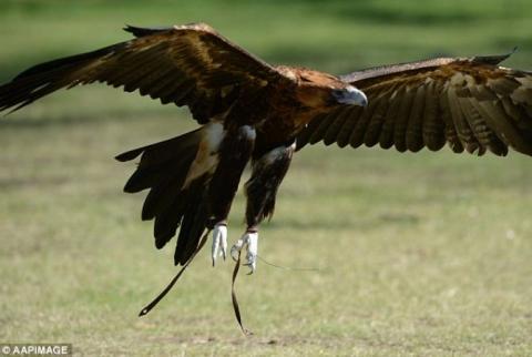 Woman hospitalized after eagle attack on the Gold Coast