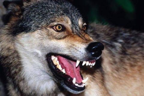 Wolves tear apart 100 sheep in Armenia’s Aragatsotn Province